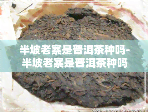 半坡老寨是普洱茶种吗-半坡老寨是普洱茶种吗