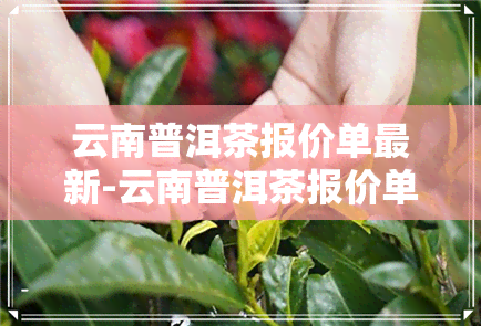 云南普洱茶报价单最新-云南普洱茶报价单最新价格