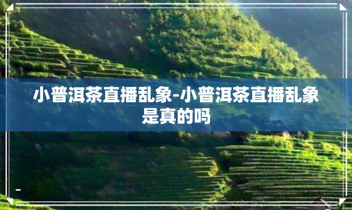 小普洱茶直播乱象-小普洱茶直播乱象是真的吗