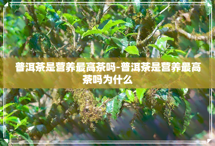 普洱茶是营养更高茶吗-普洱茶是营养更高茶吗为什么