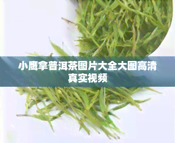 小鹰拿普洱茶图片大全大图高 *** 实视频