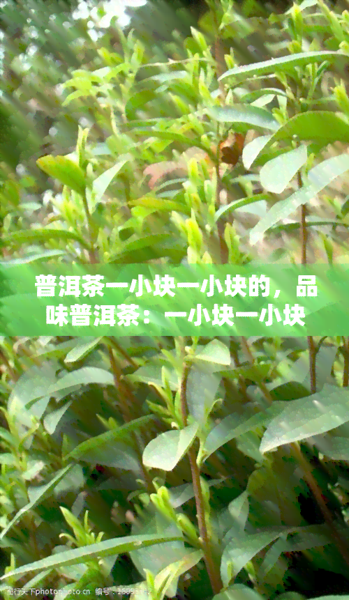 普洱茶一小块一小块的，品味普洱茶：一小块一小块的美好享受