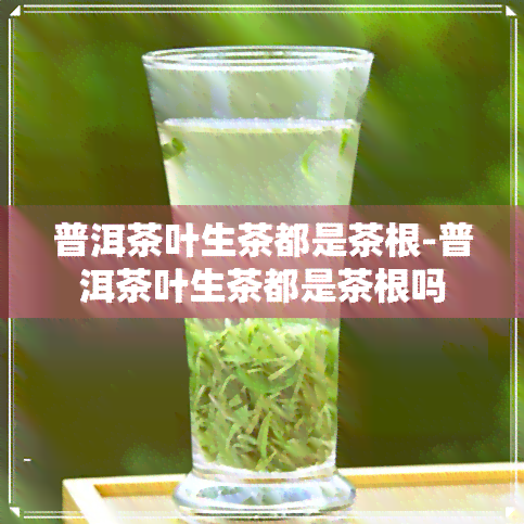 普洱茶叶生茶都是茶根-普洱茶叶生茶都是茶根吗