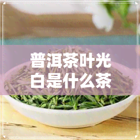 普洱茶叶光白是什么茶-普洱茶叶光白是什么茶种