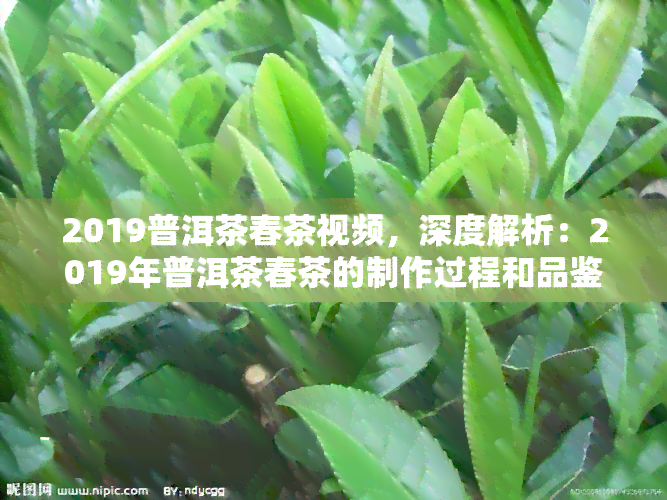 2019普洱茶春茶视频，深度解析：2019年普洱茶春茶的制作过程和品鉴视频