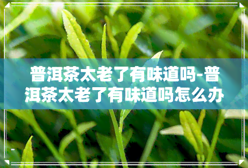 普洱茶太老了有味道吗-普洱茶太老了有味道吗怎么办