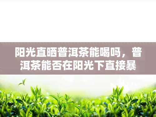 阳光直晒普洱茶能喝吗，普洱茶能否在阳光下直接暴晒？答案在这里！