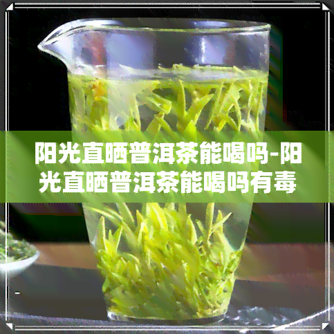 阳光直晒普洱茶能喝吗-阳光直晒普洱茶能喝吗有吗