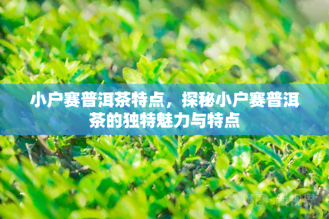 小户赛普洱茶特点，探秘小户赛普洱茶的独特魅力与特点