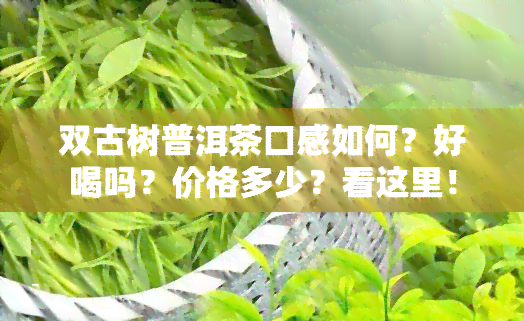 双古树普洱茶口感如何？好喝吗？价格多少？看这里！