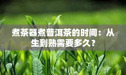 煮茶器煮普洱茶的时间：从生到熟需要多久？