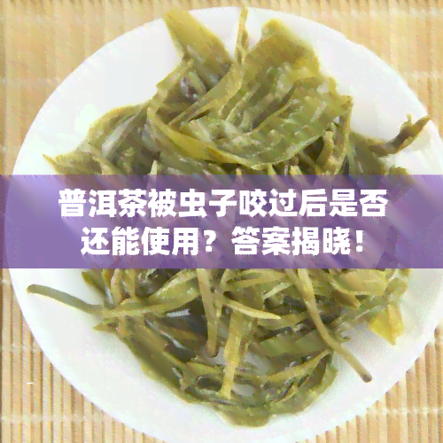 普洱茶被虫子咬过后是否还能使用？答案揭晓！