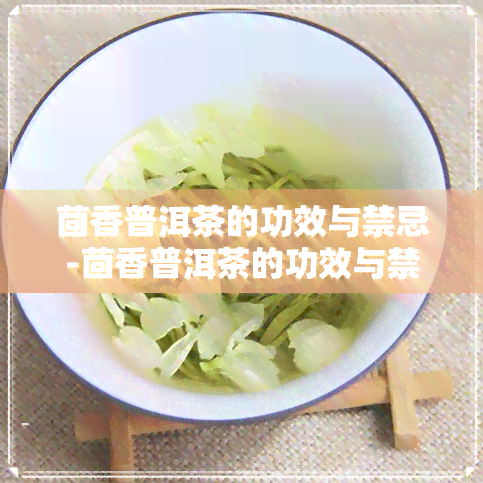 茴香普洱茶的功效与禁忌-茴香普洱茶的功效与禁忌是什么