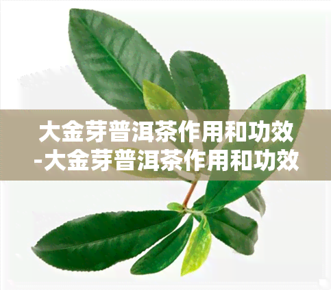 大金芽普洱茶作用和功效-大金芽普洱茶作用和功效是什么