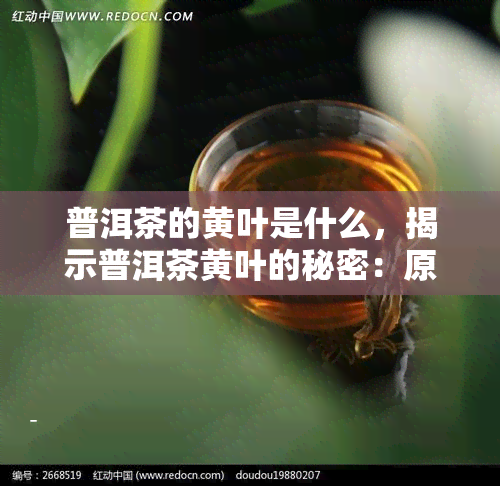 普洱茶的黄叶是什么，揭示普洱茶黄叶的秘密：原因与解决方法