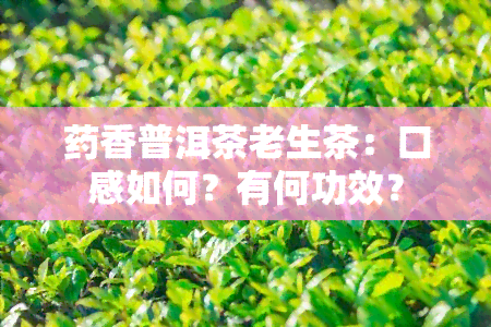 香普洱茶老生茶：口感如何？有何功效？