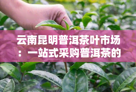 云南昆明普洱茶叶市场：一站式采购普洱茶的好去处