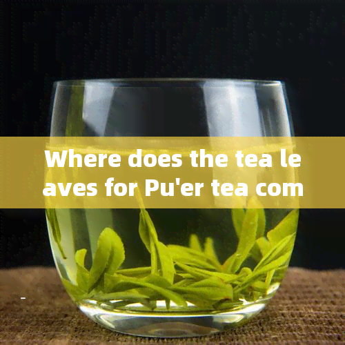 Where does the tea leaves for Pu'er tea come from? Exploring the origins of China's most popular tea.