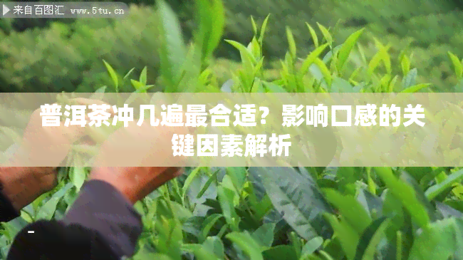 普洱茶冲几遍最合适？影响口感的关键因素解析