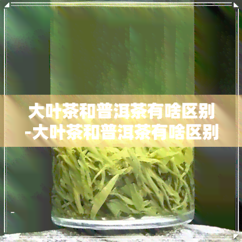 大叶茶和普洱茶有啥区别-大叶茶和普洱茶有啥区别呢