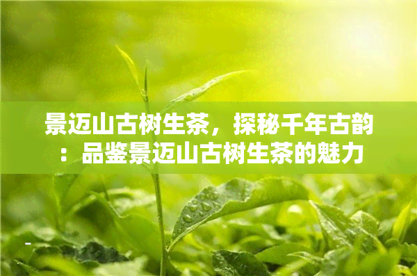 景迈山古树生茶，探秘千年古韵：品鉴景迈山古树生茶的魅力