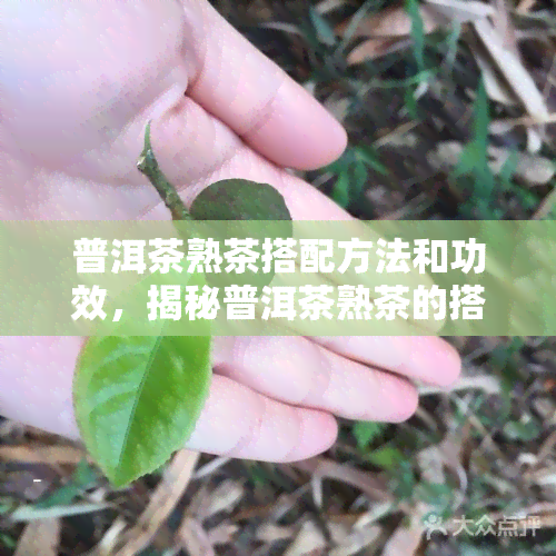 普洱茶熟茶搭配方法和功效，揭秘普洱茶熟茶的搭配方法与神奇功效！