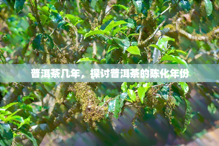 普洱茶几年，探讨普洱茶的陈化年份