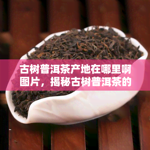 古树普洱茶产地在哪里啊图片，揭秘古树普洱茶的产地：高清图片大放送！