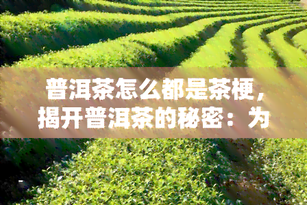 普洱茶怎么都是茶梗，揭开普洱茶的秘密：为什么它的茶梗这么多？