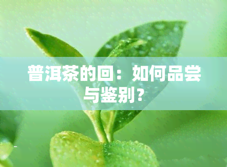 普洱茶的回：如何品尝与鉴别？