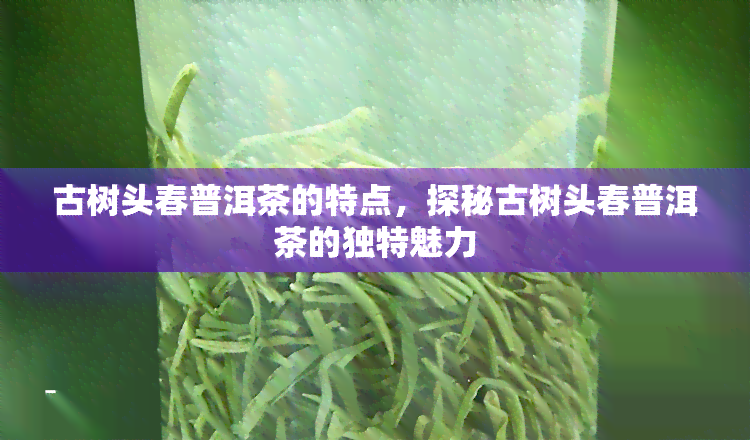 古树头春普洱茶的特点，探秘古树头春普洱茶的独特魅力