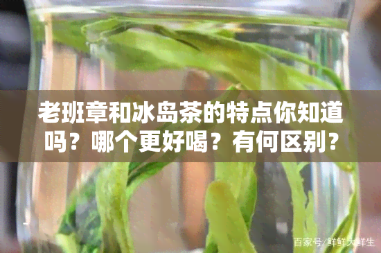 老班章和冰岛茶的特点你知道吗？哪个更好喝？有何区别？