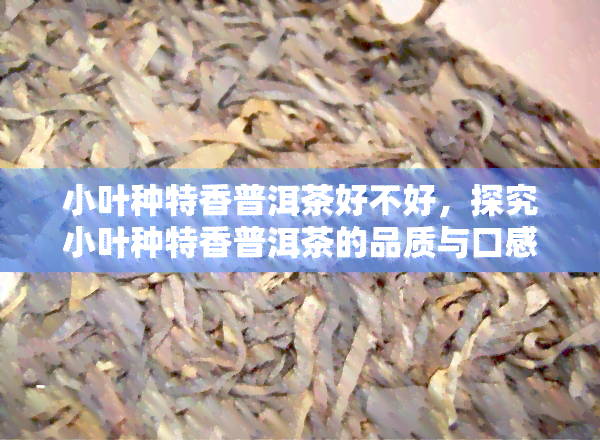 小叶种特香普洱茶好不好，探究小叶种特香普洱茶的品质与口感，你值得拥有！