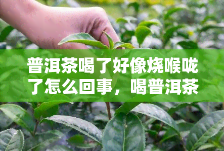 普洱茶喝了好像烧喉咙了怎么回事，喝普洱茶后感觉喉咙烧灼，是什么原因？