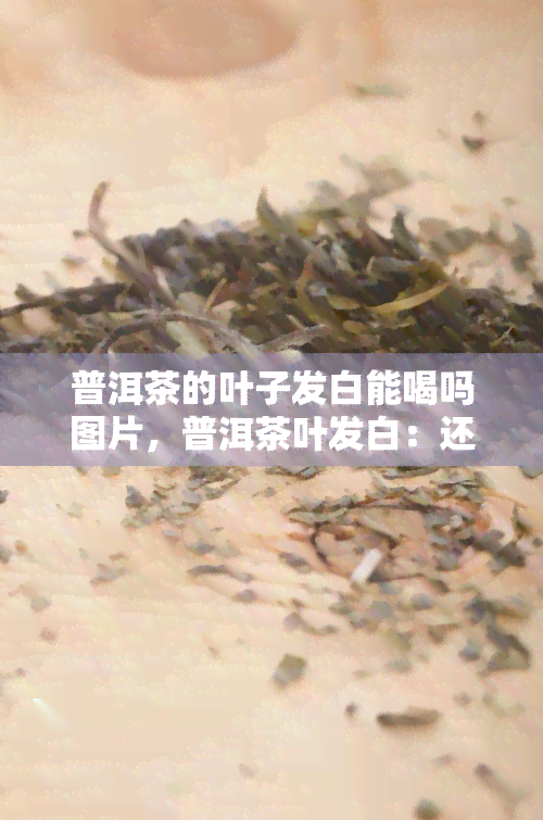 普洱茶的叶子发白能喝吗图片，普洱茶叶发白：还能正常饮用吗？看图解析