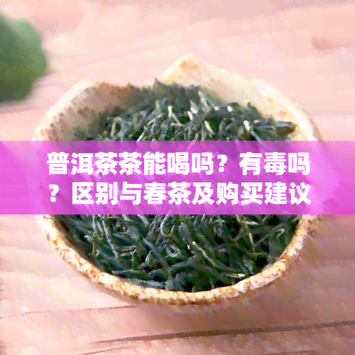 普洱茶茶能喝吗？有吗？区别与春茶及购买建议