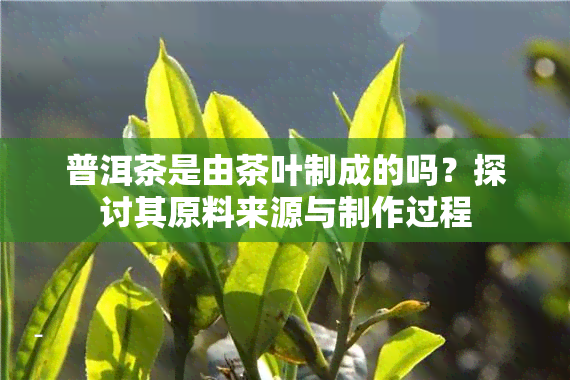 普洱茶是由茶叶制成的吗？探讨其原料来源与制作过程