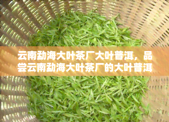 云南勐海大叶茶厂大叶普洱，品尝云南勐海大叶茶厂的大叶普洱，领略独特的茶香与口感！