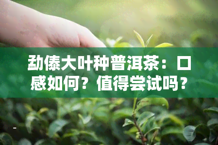 勐傣大叶种普洱茶：口感如何？值得尝试吗？