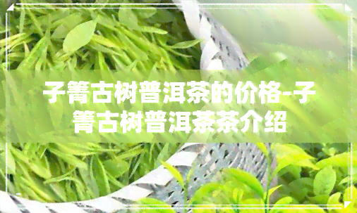 子箐古树普洱茶的价格-子箐古树普洱茶茶介绍