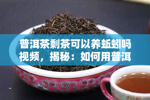 普洱茶剩茶可以养蚯蚓吗视频，揭秘：如何用普洱茶剩茶养出健肥的蚯蚓？看视频就知道！