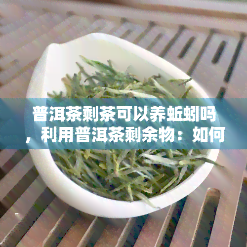 普洱茶剩茶可以养蚯蚓吗，利用普洱茶剩余物：如何用剩茶养蚯蚓？