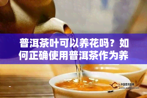 普洱茶叶可以养花吗？如何正确使用普洱茶作为养花肥料，看图了解