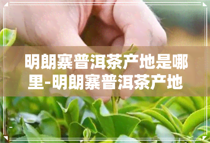 明朗寨普洱茶产地是哪里-明朗寨普洱茶产地是哪里的