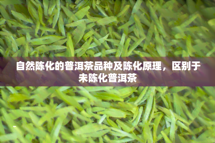 自然陈化的普洱茶品种及陈化原理，区别于未陈化普洱茶