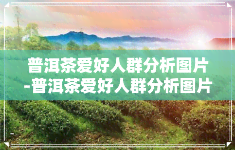 普洱茶爱好人群分析图片-普洱茶爱好人群分析图片