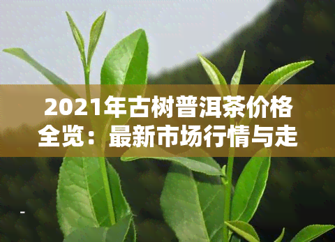 2021年古树普洱茶价格全览：最新市场行情与走势分析