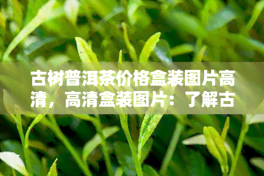 古树普洱茶价格盒装图片高清，高清盒装图片：了解古树普洱茶的价格与魅力