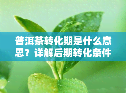 普洱茶转化期是什么意思？详解后期转化条件、香气变化与熟茶过程