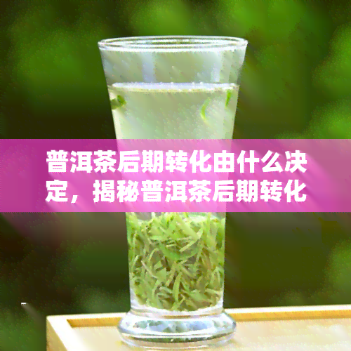 普洱茶后期转化由什么决定，揭秘普洱茶后期转化的关键因素